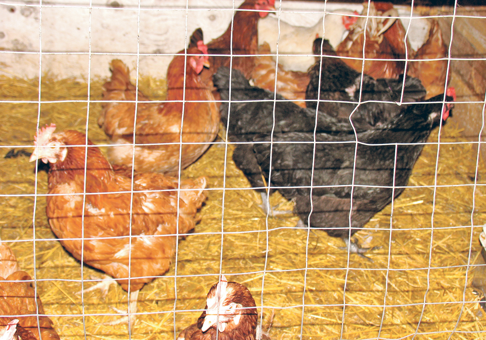 March was always the time of year when the weather was warm enough to let the hens out again.  |  Alma Barkman photo