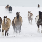 Every horse population is different, which means custom tailoring each biosecurity program by determining cost and the owner’s level of risk aversion | Mike Sturk photo