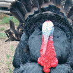 Turkey sales continue to fall in Canada. | File photo