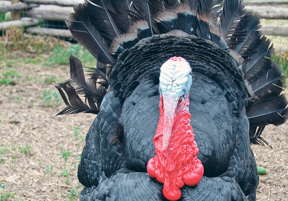 Turkey sales continue to fall in Canada.  |  File photo