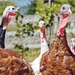 In 2017 Canada exported more than 167 million kilograms of poultry meat and edible byproducts (fresh, chilled, frozen) worth $511 million to 67 countries with the largest importers being the United States, Philippines, Hong Kong and South Africa. Source: Chicken Farmers of Canada. | Getty Images