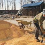 Hog farmer Han Yi shovels corn for his pigs in China’s Changtu county. The country remains at a critical crossroads in global grain markets. African swine fever threatens demand, while agricultural trade with the U.S. and Canada remains stifled. | REUTERS/Ryan Woo photo