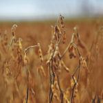 American soybean growers say the trade dispute will have a lingering effect. | File photo