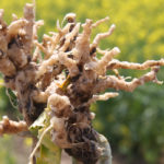 The Smoky Lake County plan takes a different approach than that of other counties, requiring producers to sit down with a crop adviser and devise an action plan to mitigate clubroot.
| File photo