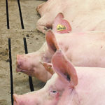Canadian hog producers are on board with quality assurance programs to ensure the safety and value of pork, but before taking steps into a more detailed pig care and traceability program, they want per pig payments to reflect the extra effort that will be involved.
| File photo