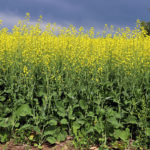 According to the latest report, managed money and other reportable speculators increased their net short position in canola by more than 8,000 contracts, to 55,273, during the week ended March 12. | File photo