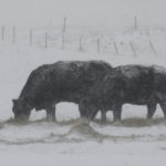 More winter weather hit parts of southern Manitoba during the week ended March 15, disrupting some cattle auction activity. However, signs of spring were also starting to be felt across the province. | File photo