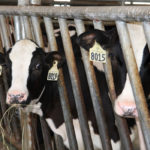 The budget sets aside up to $3.9 billion for dairy, poultry and egg producers affected by trade deals. This includes $2.4 billion in income support; the government has already spent $250 million to mitigate the effects of the agreement with Europe and as such will make $2.15 billion available. | File photo