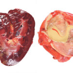 The normal right kidney in horses (above, left) is heart-shaped. Horse urine is normally cloudy yellow, as seen in this dissected bladder. | Jamie Rothenburger photos