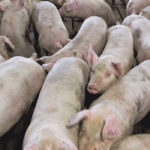 China’s African swine fever outbreak is expected to have a global impact on the meat trade. | Reuters/Jordan Gale photo