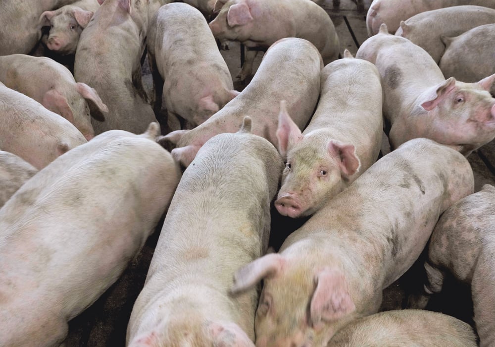 China’s African swine fever outbreak is expected to have a global impact on the meat trade.  |  Reuters/Jordan Gale photo