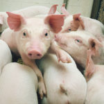 Investigations into three of the affected farms have found no transport links to Manitoba, Ontario or the United States, which are all locations where PED has been found. | File photo