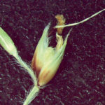 This photo of a spikelet pair in sorghum shows the non-seed-bearing spikelet on the left and the seed-bearing spikelet on the right. The right side also bears a slender extension known as an awn. | Elizabeth Kellogg photo