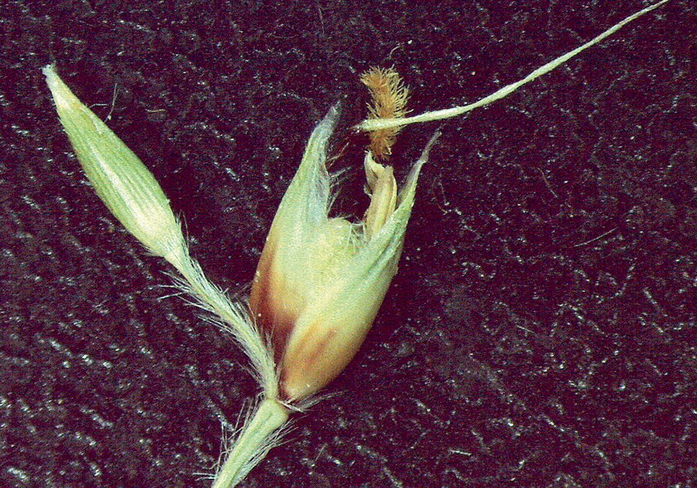 This photo of a spikelet pair in sorghum shows the non-seed-bearing spikelet on the left and the seed-bearing spikelet on the right. The right side also bears a slender extension known as an awn.  |  Elizabeth Kellogg photo