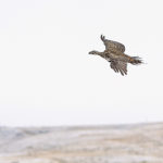 Organizers of the efforts to release greater sage grouse into southern Alberta and Saskatchewan will gather data this spring to see how the recovery project is progressing. | River Run Photography photo