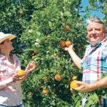 Tara Boshell and John Arnold harvest oranges from their Showcase of Citrus farm in Clermont, Florida. | Sean Pratt photo