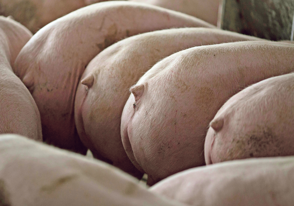 The potential damage caused by African swine fever in Canada would be devastating to producers and a major hit to the economy, threatening 100,000 jobs and $24 billion in economic activity linked to pork production.  | REUTERS/Daniel Acker photo