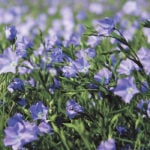 A six percent increase in Canadian flax acres is expected this year over the 980,000 acres planted last year. | File photo
