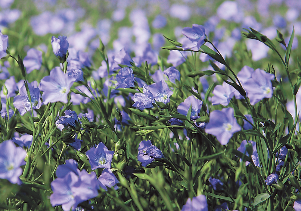 A six percent increase in Canadian flax acres is expected this year over the 980,000 acres planted last year.  |  File photo