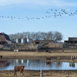 Spring weather conditions have the potential to swing feed grain markets in Western Canada over the next few weeks, although prices generally remain steady for the time being. | File photo