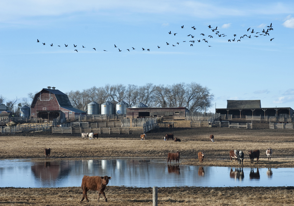 Spring weather conditions have the potential to swing feed grain markets in Western Canada over the next few weeks, although prices generally remain steady for the time being. | File photo