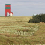 It's no longer just Richardson International that's prevented from selling Canadian canola to China. | File photo