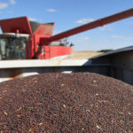 Canadian exports of canola to China have been pretty much dried up since January. | File photo