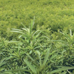 Herbicide resistance is particularly bad in kochia, and it’s hoped a new test will provide farmers with more management options. | File photo
