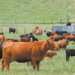 Cattle infected with parasites spend less time grazing and more time idling in the pasture, leading to lower weight gains compared to animals treated to eliminate parasites. | File photo