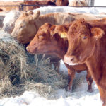 Producers and veterinarians may need to change how they routinely treat cattle for lice. | Jeannette Greaves photo
