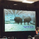 One of the bison heifer calves at the screened auction sold for $5,000, with proceeds going to charity.  |  Bison Producers of Alberta photo