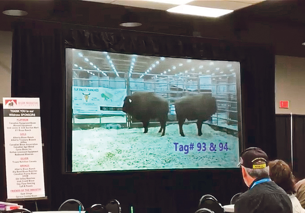 One of the bison heifer calves at the screened auction sold for $5,000, with proceeds going to charity.  |  Bison Producers of Alberta photo