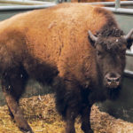 This bison yearling was up for auction at the Wildrose Bison Convention in Camrose March 15. | Jeremy Simes photo
