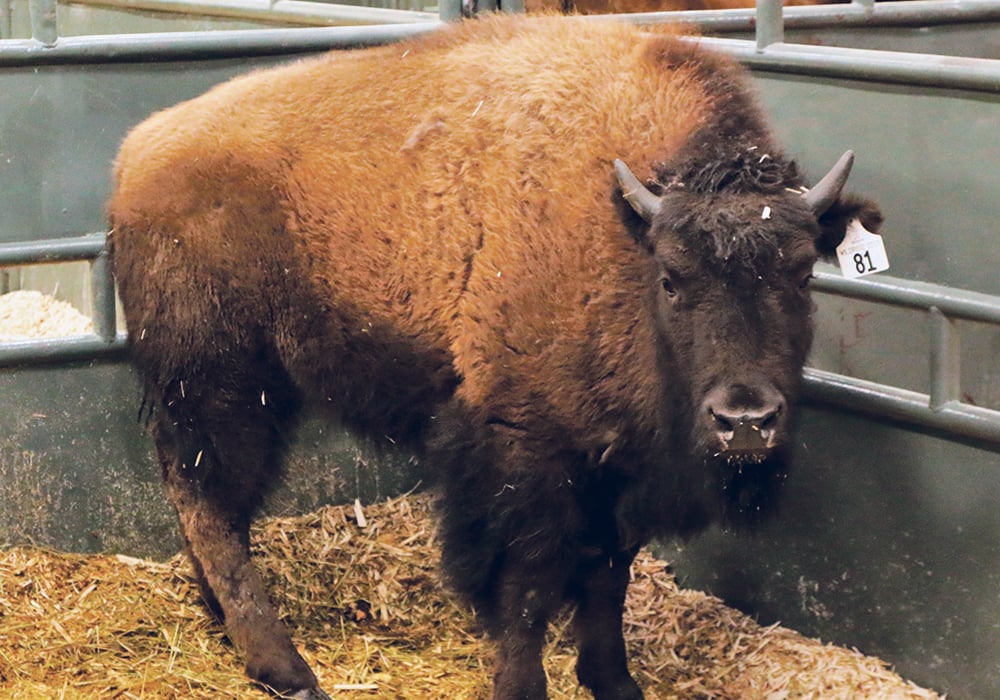 This bison yearling was up for auction at the Wildrose Bison Convention in Camrose March 15.  |  Jeremy Simes photo
