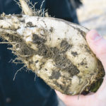 Sugar beet growers in southern Alberta say a neonicotinoid is the only control they have for wireworm and root maggot. | File photo