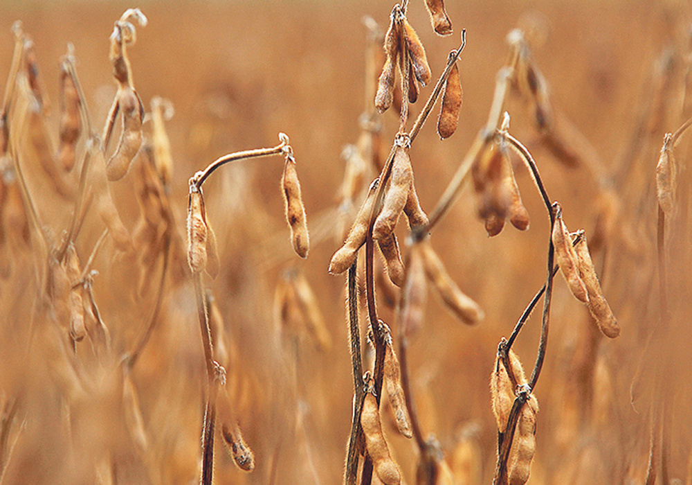 Crop breeders have discovered two new sources of soybean cyst nematode resistance in wild soybeans and have stacked those genes with the more traditional resistance in commercial soybean varieties.  |  File photo