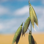 The bill, which has been introduced in the U.S. House of Representatives, focuses on oats. | File photo