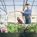 Karl Schiffer of U & K Greenhouses near Indian Head, Sask., fertilizes and waters geraniums while his wife, Ursula, pinches begonias. Outside temperatures on this day were -20 C, while temperatures inside the greenhouse were 30 C with about 80 percent humidity. | William DeKay photo