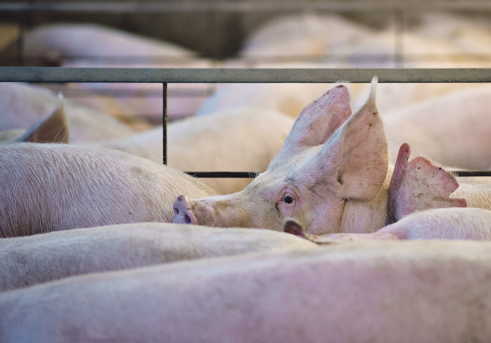 Canada is particularly vulnerable to a disease like African swine fever because it exports so much of its pork production.  |  Reuters/Daniel Acker photo