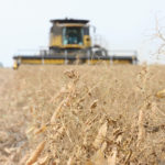 The U.S. Department of Agriculture expects China to import 2.1 million tonnes of peas in 2018-19, up 10 percent from the previous year, largely because the crop is increasingly being used in hog rations. | File photo