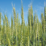 Western Canadian wheat bids posted losses across much of the region during the week ended March 29, with weakness in the Minneapolis futures and gains in the Canadian dollar behind the price activity. | File photo