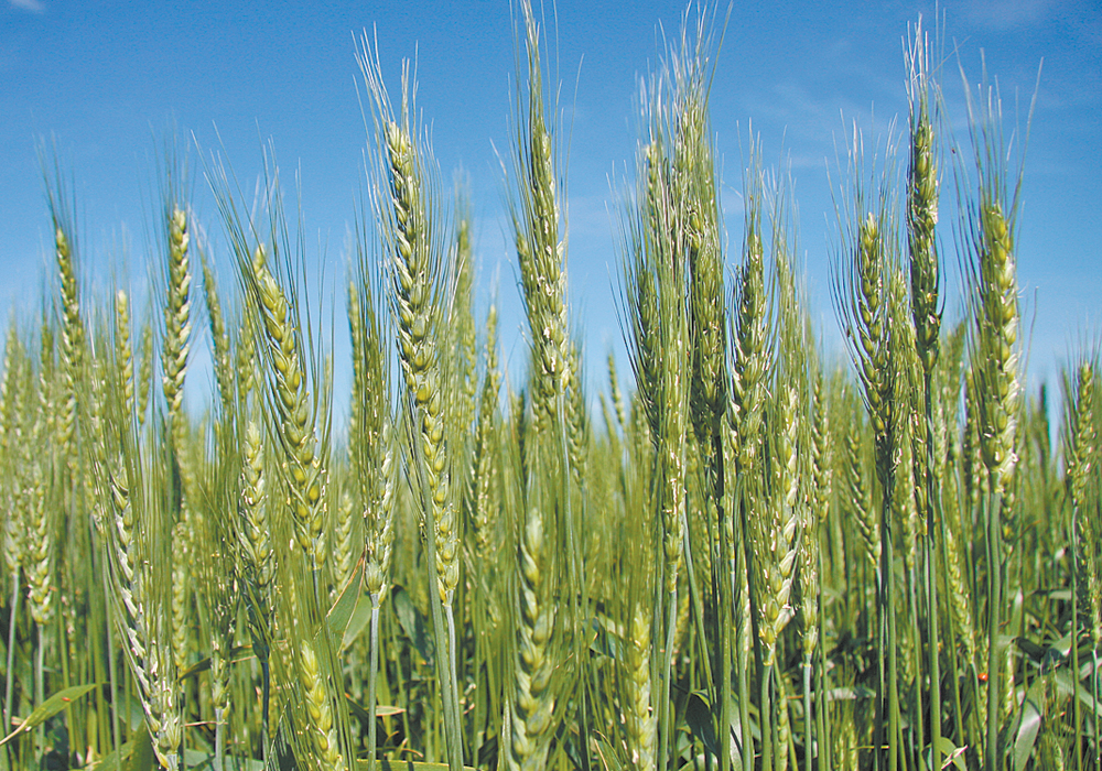 Western Canadian wheat bids posted losses across much of the region during the week ended March 29, with weakness in the Minneapolis futures and gains in the Canadian dollar behind the price activity. | File photo