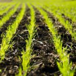 Winter wheat crop sprouting in southwest Ontario