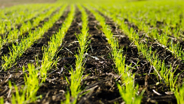 Winter wheat crop sprouting in southwest Ontario