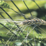 It’s important to watch for signs of infection, but if you can see fusarium head blight symptoms, it’s too late to manage it.