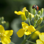 ICE Futures canola contracts saw a modest correction off of major support over the week ended April 3, but the longer-term trend remains pointed lower with large old crop supplies and uncertain export prospects overhanging the market. | File photo