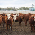 Because of the economic significance and prevalence in dairy, there has been a great deal of research on the incidence and types of lameness in dairy cows. However, in the beef cattle industry, we have not had the same amount of research that quantified the prevalence and types of lameness.
| File photo
