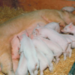 Canada’s main objective is to keep African swine fever out of the country’s hog herd, but the industry is also taking about how to respond if it does arrive. | File photo