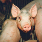 Pigs are emotive and flaunt their feelings frequently with different facial expressions. These are easily read by other pigs but not usually recognized by humans. | File photo