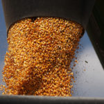Expected U.S. corn ending stocks for the current marketing year were raised by 200 million bushels, to 2.035 billion bushels, in the USDA's April World Agriculture Supply and Demand Estimates (WASDE) report. | File photo